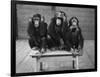 Chipanzees Not Hearing, Seeing or Speaking Evil-null-Framed Photographic Print