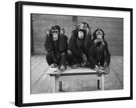 Chipanzees Not Hearing, Seeing or Speaking Evil-null-Framed Photographic Print