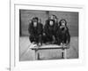 Chipanzees Not Hearing, Seeing or Speaking Evil-null-Framed Photographic Print