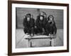 Chipanzees Not Hearing, Seeing or Speaking Evil-null-Framed Photographic Print