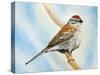 Chiping Sparrow-Angeles M Pomata-Stretched Canvas