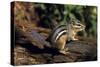 Chipmunk-null-Stretched Canvas