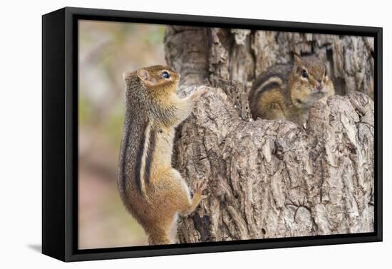 Chipmunk-Gary Carter-Framed Stretched Canvas