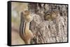 Chipmunk-Gary Carter-Framed Stretched Canvas