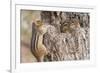 Chipmunk-Gary Carter-Framed Photographic Print