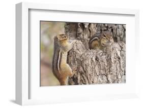 Chipmunk-Gary Carter-Framed Photographic Print