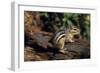 Chipmunk-null-Framed Photographic Print