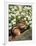 Chipmunk-null-Framed Photographic Print