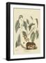 Chipmunk-Mark Catesby-Framed Art Print