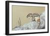 Chipmunk-Rusty Frentner-Framed Giclee Print