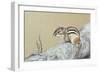 Chipmunk-Rusty Frentner-Framed Giclee Print