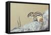 Chipmunk-Rusty Frentner-Framed Stretched Canvas