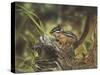 Chipmunk-William Vanderdasson-Stretched Canvas