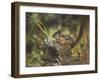 Chipmunk-William Vanderdasson-Framed Giclee Print