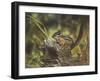 Chipmunk-William Vanderdasson-Framed Giclee Print