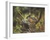 Chipmunk-William Vanderdasson-Framed Giclee Print