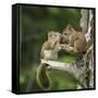 Chipmunks-null-Framed Stretched Canvas