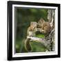 Chipmunks-null-Framed Photographic Print