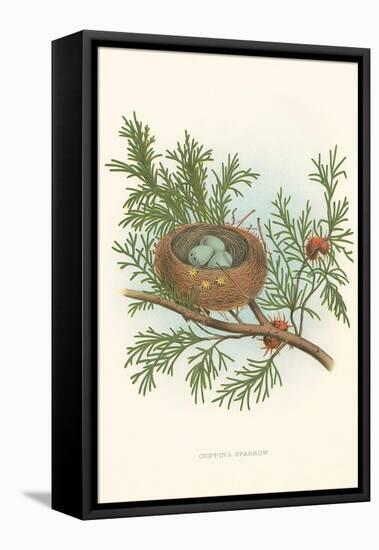 Chipping Sparrow Nest and Eggs-null-Framed Stretched Canvas