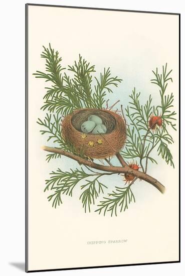 Chipping Sparrow Nest and Eggs-null-Mounted Art Print