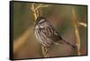Chipping Sparrow on Twig-DLILLC-Framed Stretched Canvas