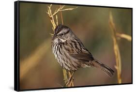 Chipping Sparrow on Twig-DLILLC-Framed Stretched Canvas