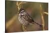 Chipping Sparrow on Twig-DLILLC-Stretched Canvas