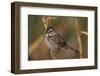 Chipping Sparrow on Twig-DLILLC-Framed Photographic Print