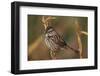 Chipping Sparrow on Twig-DLILLC-Framed Photographic Print