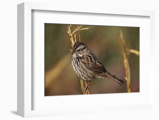Chipping Sparrow on Twig-DLILLC-Framed Photographic Print