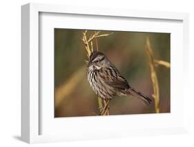 Chipping Sparrow on Twig-DLILLC-Framed Photographic Print