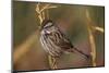 Chipping Sparrow on Twig-DLILLC-Mounted Photographic Print