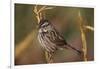 Chipping Sparrow on Twig-DLILLC-Framed Photographic Print