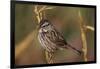 Chipping Sparrow on Twig-DLILLC-Framed Photographic Print