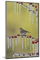 Chipping Sparrow perched on icy branch of Possum Haw Holly with berries, Hill Country, Texas, USA-Rolf Nussbaumer-Mounted Photographic Print