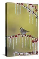 Chipping Sparrow perched on icy branch of Possum Haw Holly with berries, Hill Country, Texas, USA-Rolf Nussbaumer-Stretched Canvas