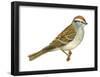 Chipping Sparrow (Spizella Passerina), Birds-Encyclopaedia Britannica-Framed Poster
