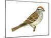 Chipping Sparrow (Spizella Passerina), Birds-Encyclopaedia Britannica-Mounted Poster