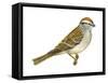 Chipping Sparrow (Spizella Passerina), Birds-Encyclopaedia Britannica-Framed Stretched Canvas