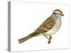 Chipping Sparrow (Spizella Passerina), Birds-Encyclopaedia Britannica-Stretched Canvas