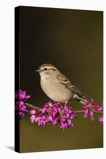 Chipping Sparrow, Spizella Passerina, perched-Larry Ditto-Stretched Canvas