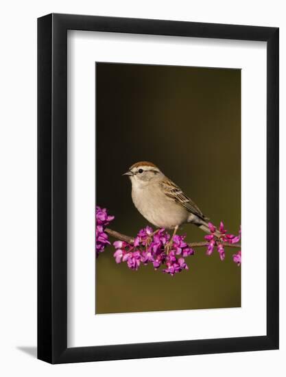 Chipping Sparrow, Spizella Passerina, perched-Larry Ditto-Framed Photographic Print