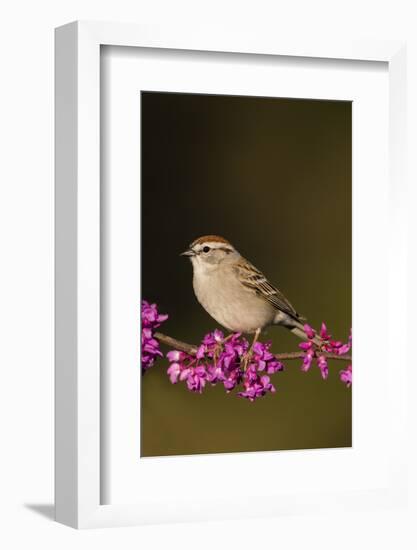 Chipping Sparrow, Spizella Passerina, perched-Larry Ditto-Framed Photographic Print