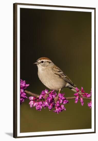 Chipping Sparrow, Spizella Passerina, perched-Larry Ditto-Framed Premium Photographic Print