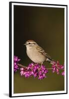 Chipping Sparrow, Spizella Passerina, perched-Larry Ditto-Framed Premium Photographic Print