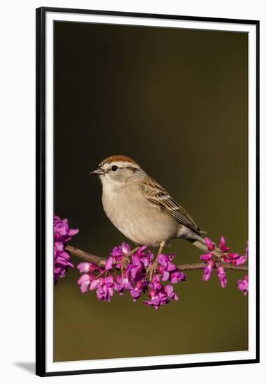 Chipping Sparrow, Spizella Passerina, perched-Larry Ditto-Framed Premium Photographic Print