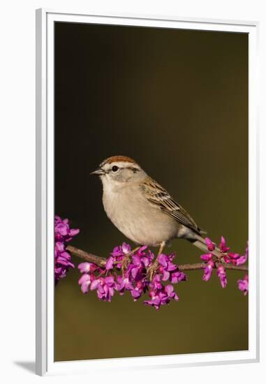 Chipping Sparrow, Spizella Passerina, perched-Larry Ditto-Framed Premium Photographic Print