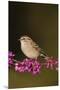 Chipping Sparrow, Spizella Passerina, perched-Larry Ditto-Mounted Premium Photographic Print