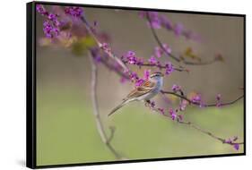 Chipping Sparrow, Spizella Passerina, perched-Larry Ditto-Framed Stretched Canvas