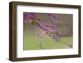 Chipping Sparrow, Spizella Passerina, perched-Larry Ditto-Framed Photographic Print